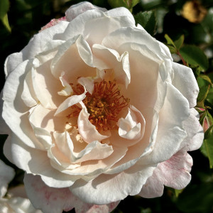 ZELMANIN UNELMA